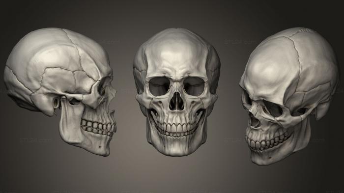 Анатомия скелеты и черепа (Человеческий Мужской Череп, ANTM_1216) 3D модель для ЧПУ станка